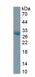 Active Cluster Of Differentiation 38 (CD38)
