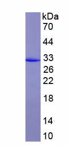 Active Fucosidase Alpha L1, Tissue (FUCa1)