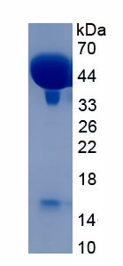 APA817Ra61.jpg