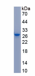 Active Cluster Of Differentiation 200 (CD200)