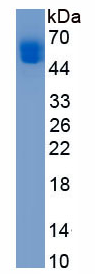 Active Cluster Of Differentiation 4 (CD4)