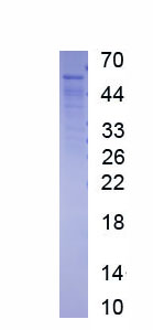 Active Tumor Necrosis Factor Receptor Superfamily, Member 9 (TNFRSF9)