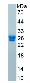 Active Prion Protein (PRNP)