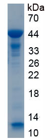 Active Alpha-1-Antitrypsin (a1AT)