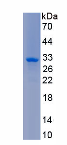 Active Calpain 1 (CAPN1)