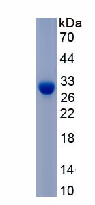 Active Calpain 1 (CAPN1)