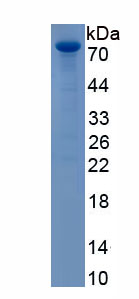 Active Apolipoprotein A4 (APOA4)