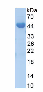 Active Interleukin 33 (IL33)