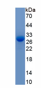 Active Laminin Alpha 2 (LAMa2)