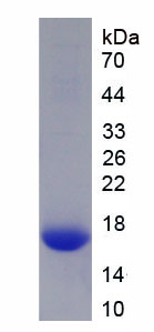 Active Contactin Associated Protein Like Protein 2 (CNTNAP2)