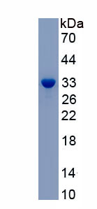 Active Syntaxin 1A, Brain (STX1A)