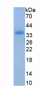 Active Phospholipase C Delta 4 (PLCd4)