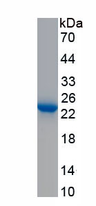 Active Peptidoglycan Recognition Protein 1 (PGLYRP1)