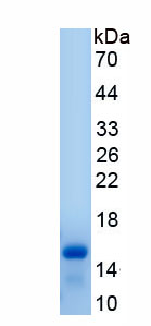 Active Regenerating Islet Derived Protein 3 Alpha (REG3a)