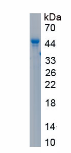 Active Vesicle Associated Membrane Protein 2 (VAMP2)