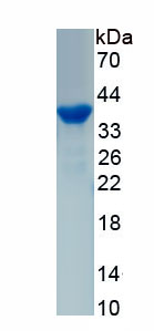 Active Vanin 2 (VNN2)