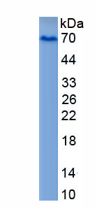 Active YY1 Transcription Factor (YY1)