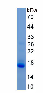 Active Mitofusin 2 (MFN2)