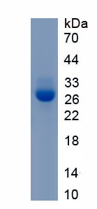 APG975Mu61.jpg