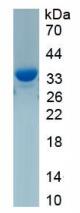 Active Chymotrypsin (CTR)