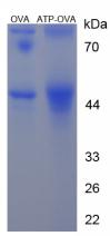 OVA Conjugated Acetamiprid (ATP)