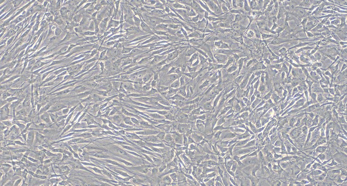 Primary Rat Adrenal Cortical Cells (ADCC)
