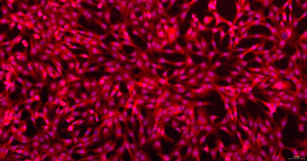 Primary Feline Articular Chondrocytes (AC)