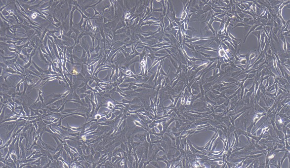 CSI006Gu01.jpg