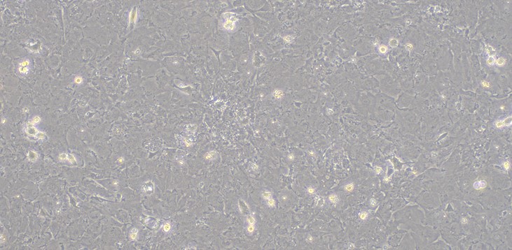 Primary Gallus Myocardial Cells (MC)