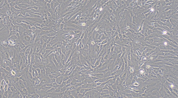 Primary Rabbit Retinal Astrocytes (RA)