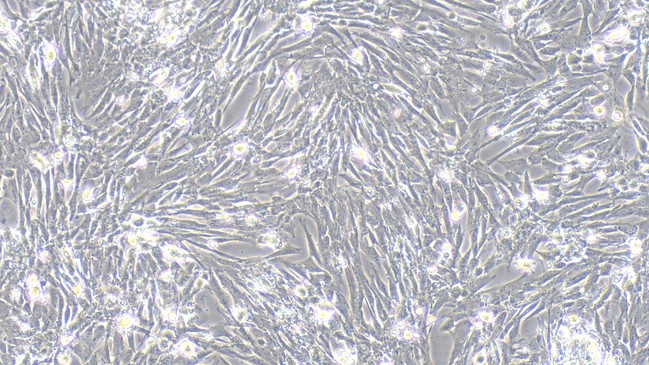 Primary Canine Brain Microvascular Endothelial Cells (BMEC)