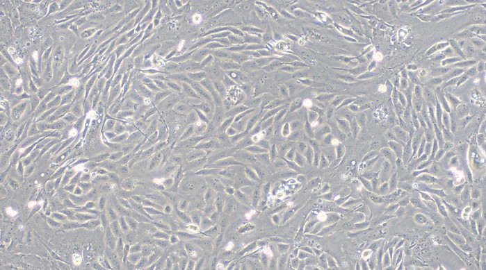 CSI019Po01.jpg