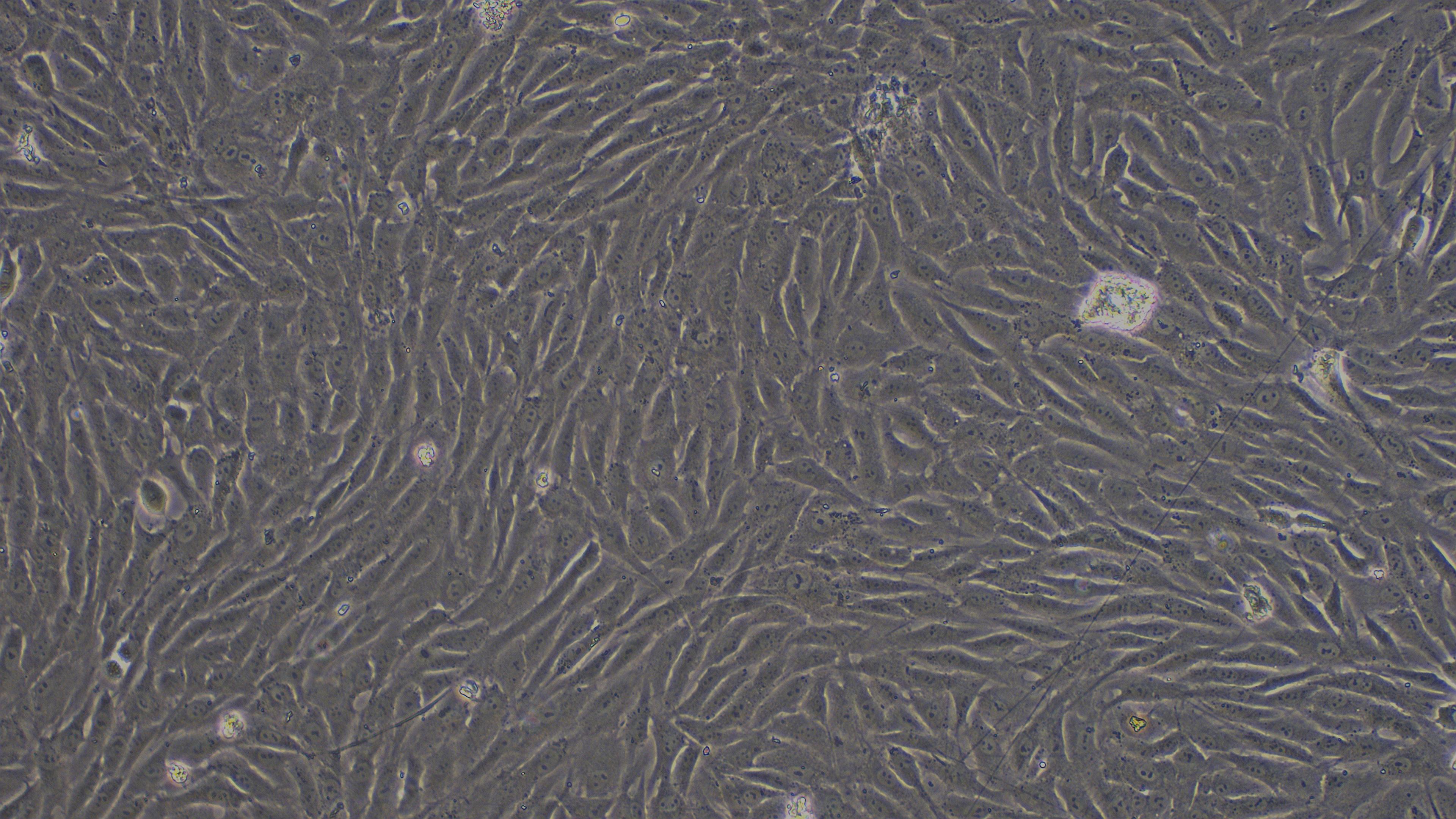 Primary Rabbit Corneal Epithelial Cells (CEC)