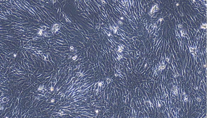 Primary Feline Pulmonary Fibroblasts (PF)