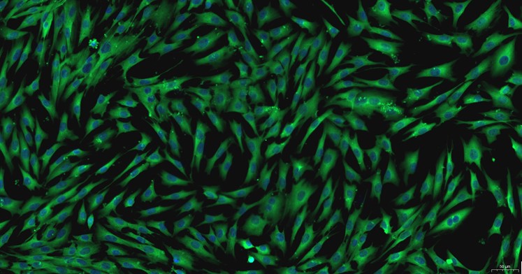 Primary Cavia Pulmonary Fibroblasts (PF)