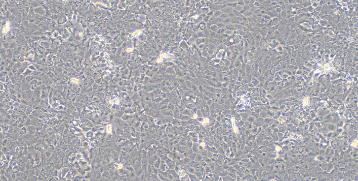 Primary Caprine Endometrial Epithelial Cells (EEC)