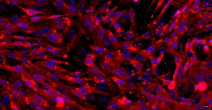 Primary Feline Thymic Fibroblasts (TF)