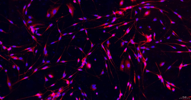 Primary Mouse Schwann Cells  (SC)