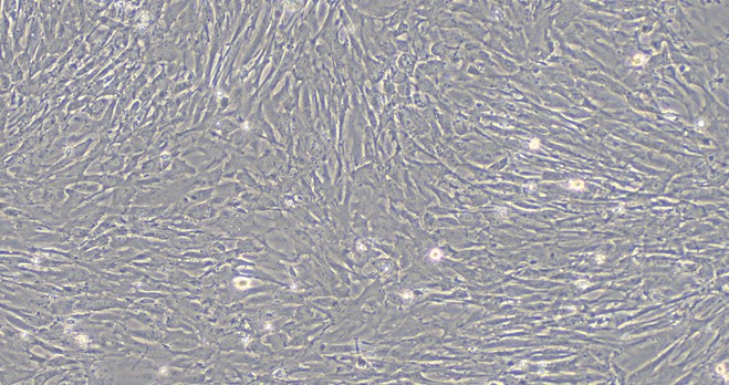 CSI045Ra01.jpg