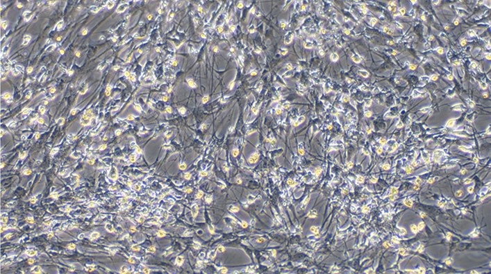 Primary Rabbit Microglia Cells (MC)