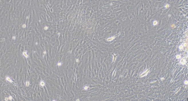 CSI050Ra01.jpg