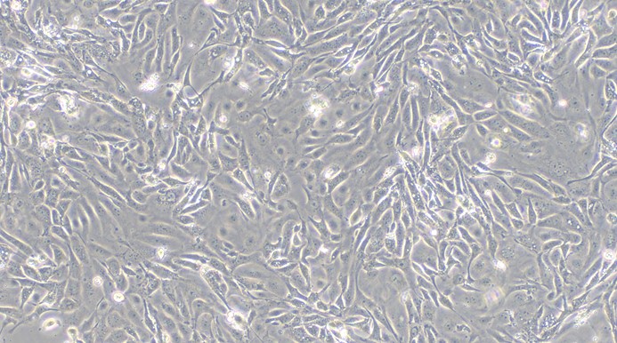 CSI064Po01.jpg