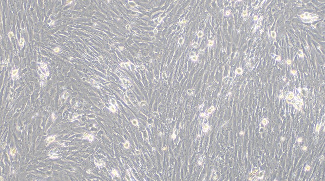 CSI065Po01.jpg