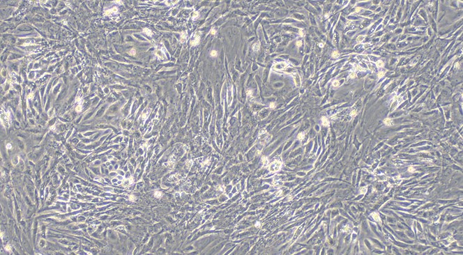 CSI067Fe01.jpg