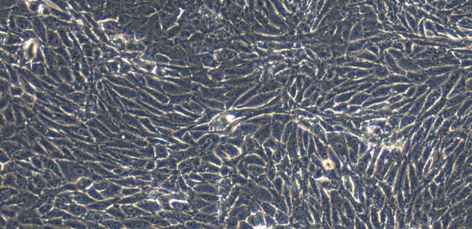 Primary Porcine Renal Cortical Epithelial Cells (RCEC)