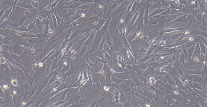 Primary Canine Intestinal Fibroblasts (IF)