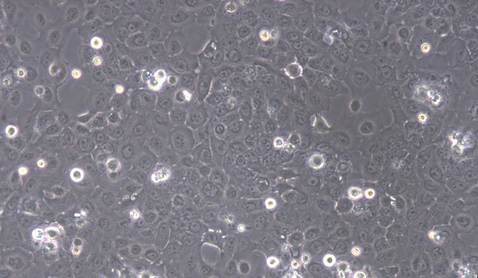 Primary Cavia Adult Epidermal Keratinocytes (AEK)