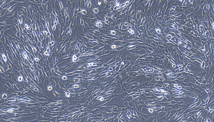 CSI081Fe01.jpg