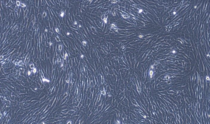 CSI081Gu01.jpg
