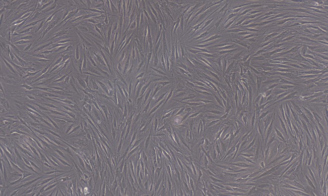 Primary Feline Bone Marrow-derived Mesenchymal Stem Cells (BMMSCs)